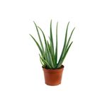 Gardenbox Aloe Vera Bitkisi Tıbbi Sarısabır Cilt Için Uygun Jel Aleovera 30 - 40 Cm