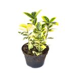 Gardenbox Altuni Gold Taflan Doğal Çit, 25-45 cm, 1 Adet Saksılı Dış Mekan Bitkisi, Euonymus Japonicus