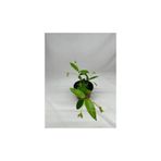 Gardenbox Arap Yasemini Fidanı Saksılı, Küçük Boy, Beyaz Çiçekli, Hızlı Büyüme, Kendi Kendine Yetiştirme