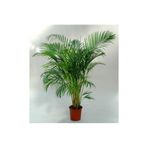 Gardenbox Areka Palmiyesi, 100-120 cm, İç Mekan Bitkisi