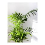 Gardenbox Areka Palmiyesi, 80-100 cm, Saksılı, İç Mekan Bitkisi