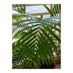 Gardenbox Areka Palmiyesi Fidanı, 100-120 cm, Saksılı, Yeşil