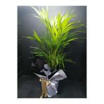 Gardenbox Areka Palmiyesi Salon ve Ofis Bitkisi, Hediye Paketli, Hediye Notlu