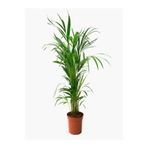 Gardenbox Areka Salon Palmiyesi, 80-110 cm, Saksılı, İç Mekan Bitkisi