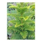 Gardenbox Arokarya Salon Çamı, 40-50 cm, Saksılı, Tüplü, 1 Adet, İç Mekan Bitkisi