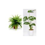 Gardenbox Aşk Merdiveni Fujer Askılı Saksıda, Deve Tabanı, 60 cm, 2'li Set, Salon Ofis Bitkileri