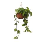 Gardenbox Askılı Salon Sarmaşığı İç Mekan Bitkisi, Pathos - Epipremnum