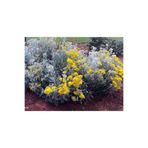 Gardenbox Bahçe Külü Çiçeği Fidanı Saksılı, 40-60 cm, Sarı Çiçekli Bodur Bitki