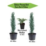 Gardenbox Bahçe Peyzaj Seti, 2 Adet Kara Servi Fidanı 40-50cm, Hediye Mini Leylandi Fidanı 15-25cm
