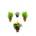 Gardenbox Bahçe Seti, 2 Adet Limoni Servi Fidanı, 1 Adet Sarı Gül Fidanı, Hediye Mezem Çiçeği