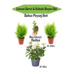 Gardenbox Bahçe Seti, 2 Adet Limoni Servi Fidanı, Beyaz Gül Fidanı, Buz Çiçeği Hediye