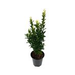 Gardenbox Bahçe Seti, 2 Adet Yeşil Taflan Fidanı + 2 Adet Sarı Taflan Fidanı + Mezem Çiçeği