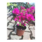 Gardenbox Begonvil Bitkisi, Bahçe Balkon Teras, Çiçekli Bodur Bitki