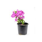 Gardenbox Begonvil Fidanı, Bougainvillea, Pembe Çiçekli, Bahçe Balkon Teras Bitkisi