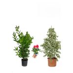 Gardenbox Beyaz Alacalı Benjamin Bitkisi, Defne Çalısı, Gül Fidanı, 3'lü Set