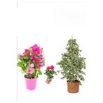 Gardenbox Beyaz Alacalı Benjamin Bitkisi, Pembe Bodur Begonvil, Gül Fidanı, 3'lü Set