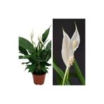Gardenbox Beyaz Barış Çiçeği, 50-80 cm, Saksılı, İç Mekan Bitkileri, Spathiphyllum