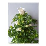 Gardenbox Beyaz Çan Çiçeği Saksılı 20–40 cm Zarif ve Aydınlık Bahçe Bitkisi(Campanula)