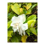 Gardenbox Beyaz Gardenya Çiçeği Saksılı, 25-40cm, Kokulu Salon Bitkisi