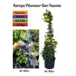 Gardenbox Beyaz Kartopu Çiçeği Viburnum + Sarı Yasemin Çiçeği Fidanı 2'li Bahçe Seti