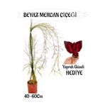 Gardenbox Beyaz Mercan Çiçeği Sakılı, 40-60 cm, Bordo Yaprak Güzeli Hediye, Bahçe Teras Bitkisi