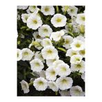 Gardenbox Beyaz Petunya Çiçeği, 1 Adet, Sarkaç Askılı, 30-45 cm, Ters Balkon Bitkisi