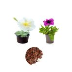 Gardenbox Beyaz Petunya, Mor Petunya, Dekoratif Taş 3'lü Peyzaj Seti, 10-20 cm