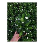 Gardenbox Beyaz Renk Dikenler Tacı Çiçekli İthal Hollanda Saksılı Kaktüs, White Euphorbia