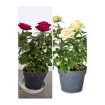 Gardenbox Beyaz ve Kırmızı Yediveren Saksılı 2 Adet Aşılı Gül Fidanı, 35-60 cm