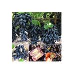 Gardenbox Black Finger Çekirdeksiz Üzüm Fidanı, 1 Adet, Bol Verimli