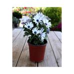 Gardenbox Bodrum Papatyası (Afrika Papatyası) Osteospermum Ecklonis Beyaz Renkli
