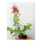 Gardenbox Bodur Begonvil Bougainvillea, Ev Balkon Begonvil, Pembe Çiçekli