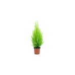 Gardenbox Bodur Limon Servi Çam Ağacı, 30-60 cm