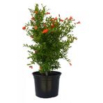 Gardenbox Bodur Süs Narı, 30-60 cm, Saksılı, Çiçekli Bodur Bitkiler, Kırmızı Çiçek