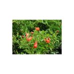 Gardenbox Bodur Süs Narı Çiçeği Fidanı, 40-60 cm, Saksılı, Pomegranate