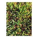 Gardenbox Buz Çiçeği, 10-15 cm, 45 Adet, Dış Mekan Süs Bitkisi, Yer Örtücü