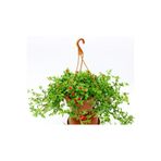Gardenbox Buz Çiçeği Askılı Saksıda, Aptenia Cordifolia, Kırmızı Çiçek