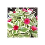 Gardenbox Buz Çiçeği Fidesi, 10 Adet, 5cm-15cm
