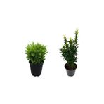 Gardenbox Çalı Şimşiri Fidanı + Yeşil Taflan Çit Bitki Seti, 2'li Bahçe Peyzaj Bitki Seti