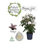 Gardenbox Canlı Beyaz Gül Fidanı Saksıda 30-50cm Pembe Telgraf Çiçeği