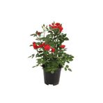 Gardenbox Canlı Bodur Gül Fidanı, Saksıda, Kırmızı ve Pembe