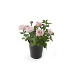 Gardenbox Canlı Bodur Gül Fidanı Saksıda, Model GDB04062025BYB03