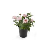 Gardenbox Canlı Bodur Gül Fidanı Saksıda
