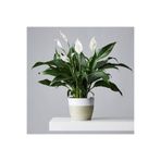 Gardenbox Canlı Saksılı Spatıfılıum (barış Çiçeği)