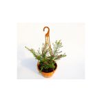 Gardenbox Cennet Çiçeği Askılı Saksıda, Çiçekli Bodur Bitki, Hediyelik