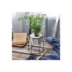 Gardenbox Chamaedorea Elegans Dağ Palmiyesi, 40-50 cm, Ev ve Ofis Bitkisi
