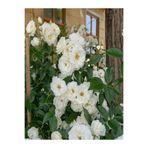Gardenbox Chopin Beyaz Gül Fidanı, 1 Adet, Saksılı/Tüplü, 10-15 cm, Bahçe Bitkisi