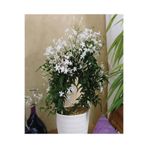 Gardenbox Çin Yasemini Kokulu Beyaz Sarmaşık Bitki, 30-60 cm, Jasminum Polyanthum