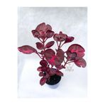 Gardenbox Çingene Şalvarı Bitkisi Iresine Herbstii, 5.5 cm Tüplü, Bordo