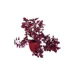 Gardenbox Çingene Şalvarı (Iresine Herbstii), 20-40 cm, 1 Litre Saksı